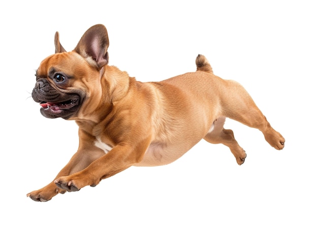 Le bulldog français brun mignon et adorable courant sur un fond blanc vue latérale photo prise en studio