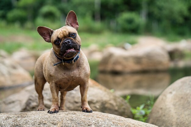 Bulldog français curieux debout sur les rochers