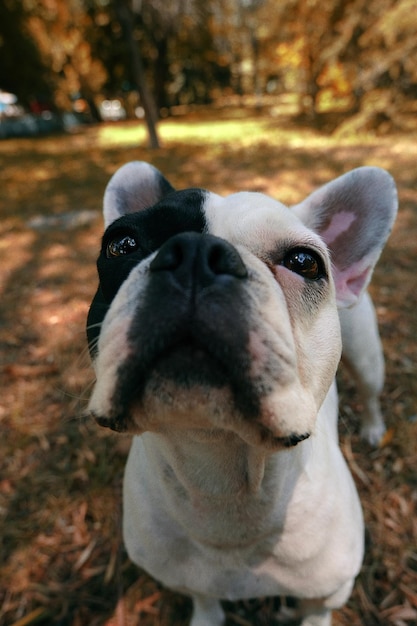 Photo bulldog français dans le parc naturel