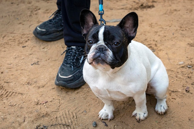 Le bulldog français est assis aux pieds de son propriétaire.