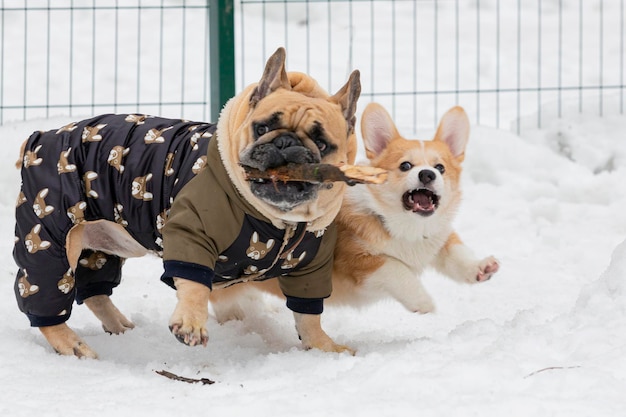 Le bulldog français est une race française de chien de compagnie ou de chien de jouet