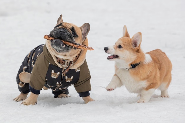 Le bulldog français est une race française de chien de compagnie ou de chien de jouet