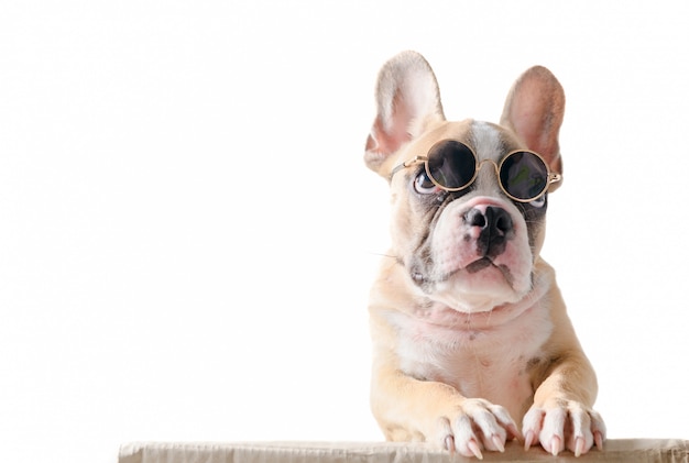 Bulldog français mignon porter des lunettes de soleil se tenir sur la boîte