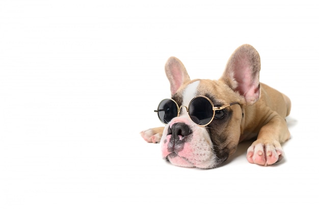 Bulldog français mignon porter des lunettes de soleil