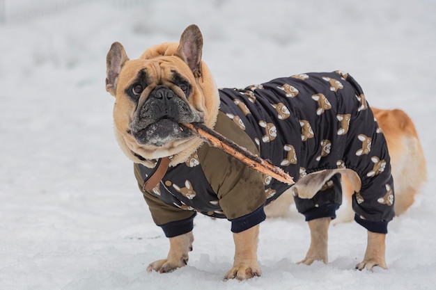 Un bulldog français en promenade dans un parc enneigé