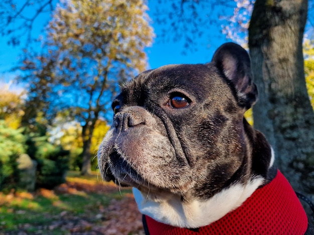 Photo le bulldog français