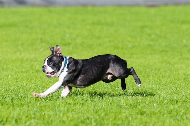 Photo bulldog joue sur l'herbe