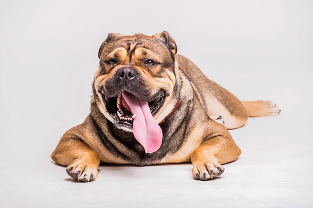 Un bulldog avec sortir la langue isolé sur fond blanc