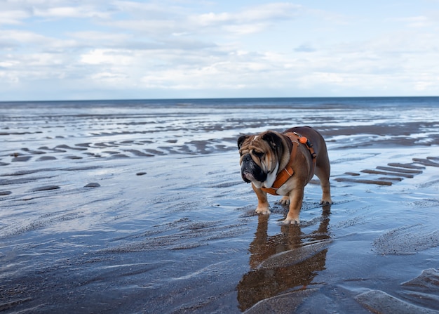 Bulldogs anglais marchant sur le bord de mer contre le ciel bleu