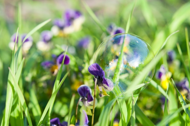 Bulle sur la fleur, sur le fond d&#39;herbe.