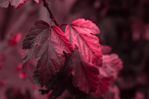 Bulle qui pousse dans le jardin Feuilles d'oranger fraîches sur une branche Jardinage biologique Un nouveau classique pour 2023 en Viva Magenta Color concept de l'année