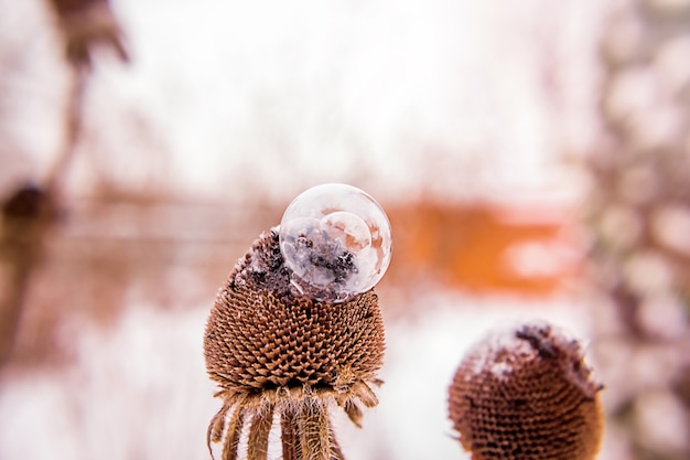 Bulle de savon congelée sur fleur séchée au coucher du soleil avec arrière-plan flou