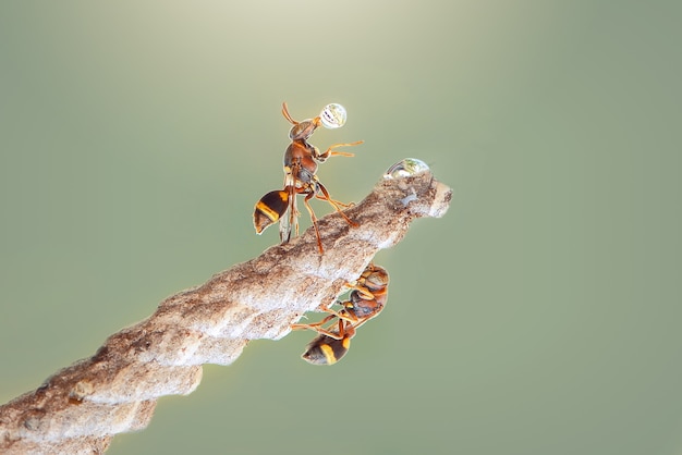 Bulle waps en arrière-plan nature