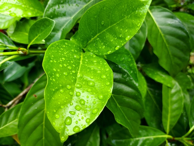 Bulles de goutte de pluie sur les feuilles vertes après la pluie