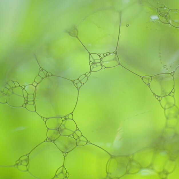 des bulles de savon vertes un fond abstrait vert