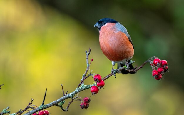 Un bullfinch mâle perché sur une branche avec des baies mûres