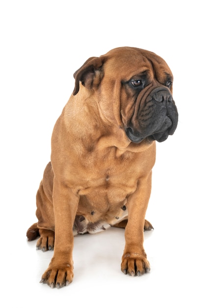 Bullmastiff sur mur blanc