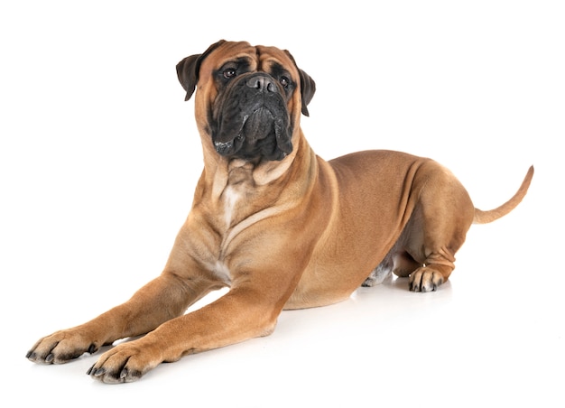 bullmastiff en studio