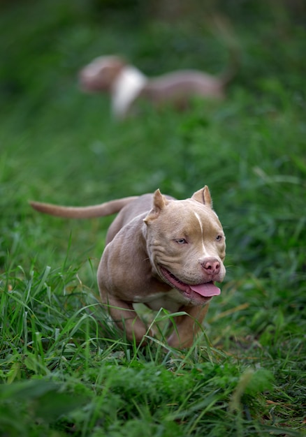 Bully américain chien courir sur l'herbe verte de la pelouse dans la forêt