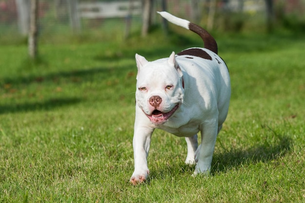 Bully américain chiot chien mâle en mouvement sur l'herbe