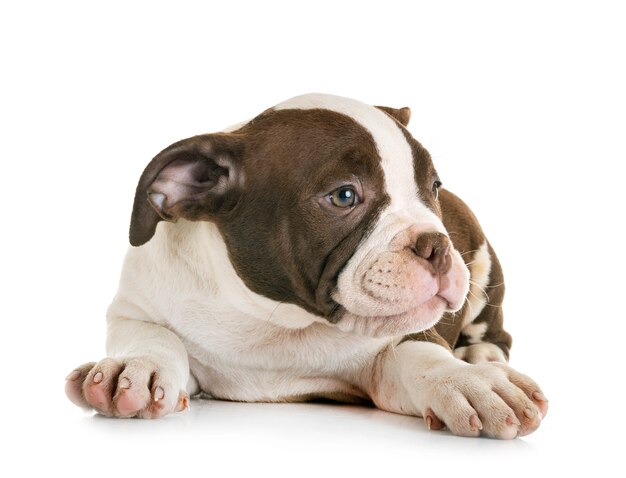 bully american bully