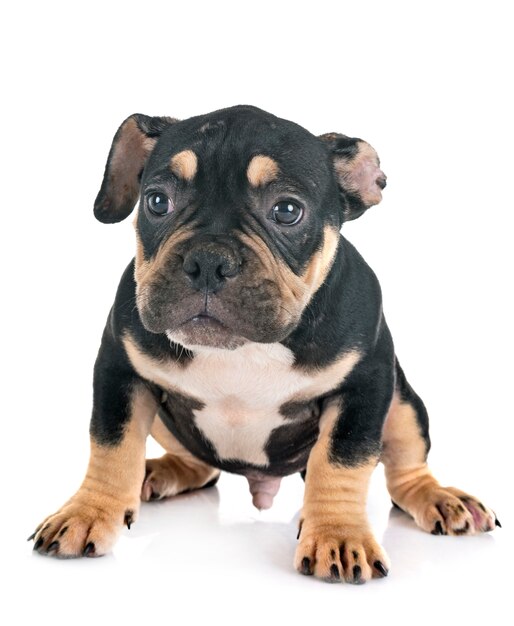 bully american bully