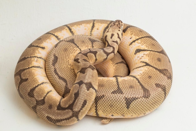 Bumble bee ball python regius isolé sur fond blanc