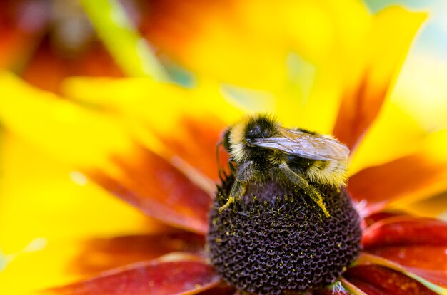 Bumble bee sur un susans aux yeux noirs