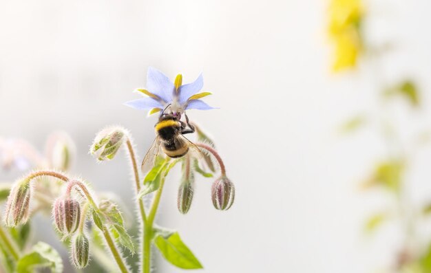 Bumblebee Bombus terrestris prenant le nectar de la plante médicinale Borago officinalis