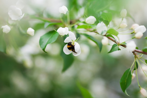 Bumblebee collecte de pollen sur fleur blanche, Close up