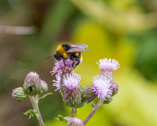 Bumblebee sur une fleur de chardon