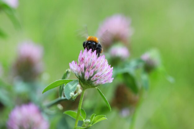 Bumblebee mignon sur la fleur de trèfle rose de près