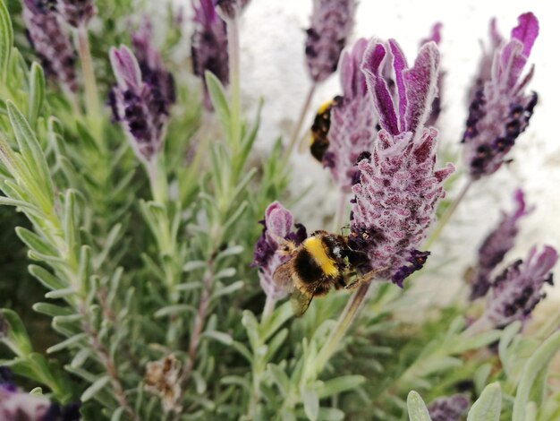 Photo bumblebee à l'œuvre