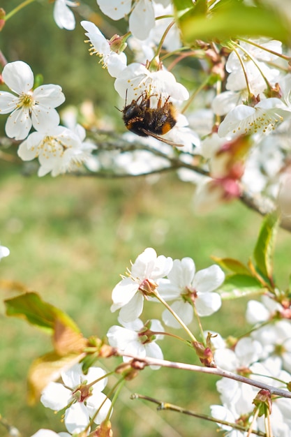 Bumblebee recueille le nectar de l'arbre en fleurs.