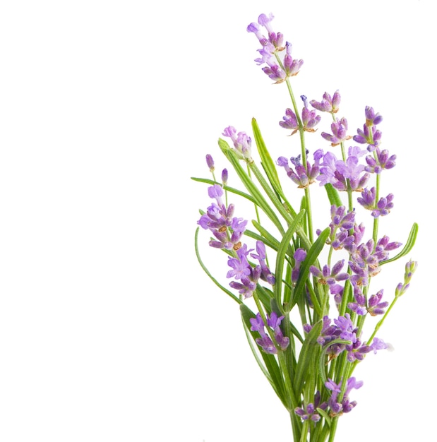 Bundle de fleurs de lavande sur un mur blanc.