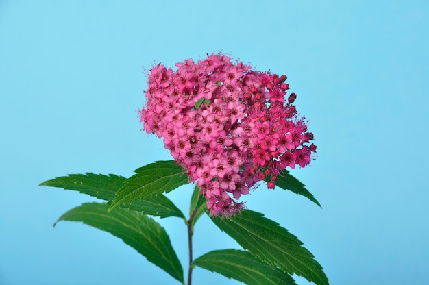 Un bungei clerodendron tourné en studio