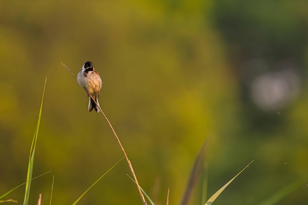 Bunting de roseau commun assis sur un menton sur un fond de verdure