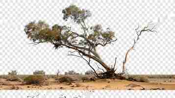 Photo burke wills creuse un arbre en australie