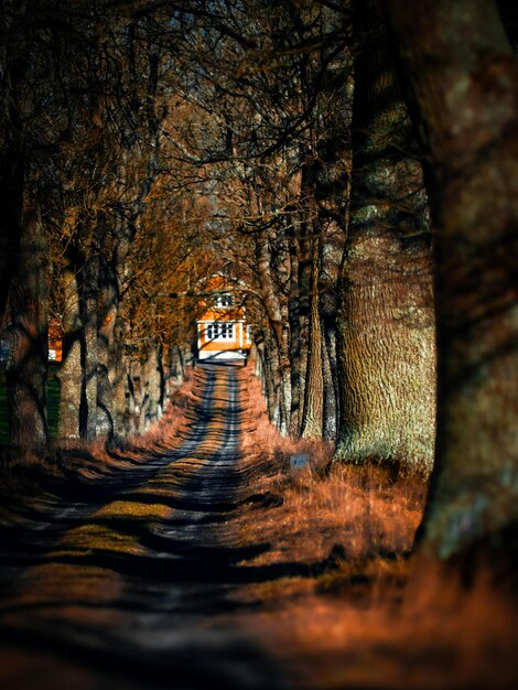 un bus descend une route dans une forêt