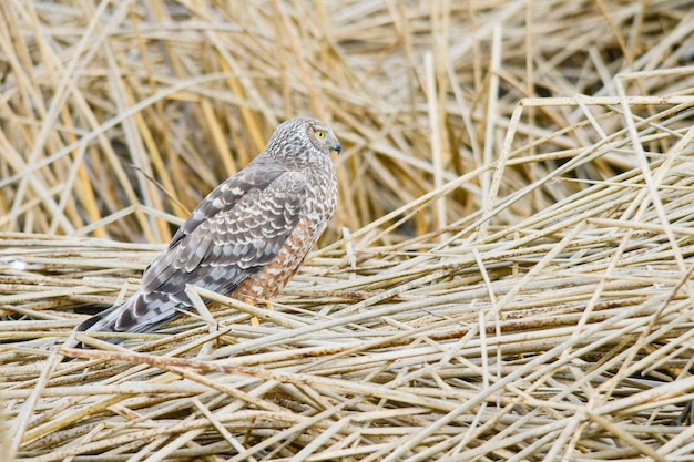 Le busard cendré ou busard cendré est une espèce d'oiseau falconiforme de la famille des accipitridae