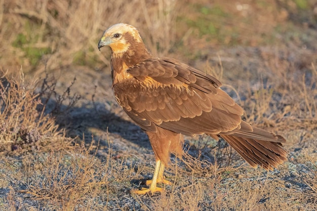 Photo busard des marais circus aeruginosus toledo espagne