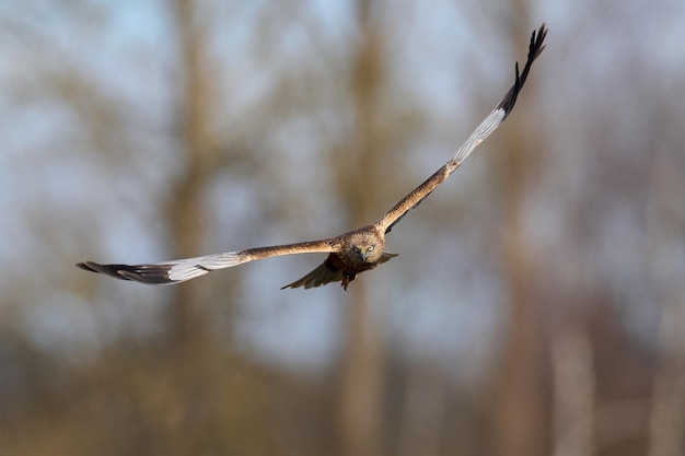 Photo busard des roseaux circus aeruginosus