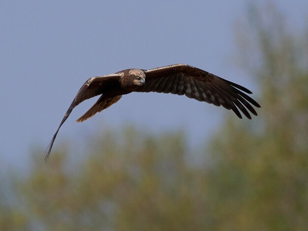 Busard des roseaux Circus aeruginosus