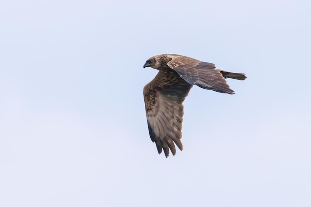 Busard Saint-Martin en vol (Circus Aeruginosus)