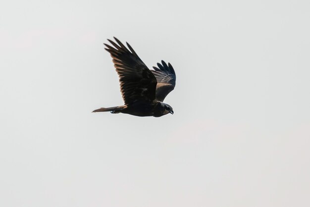 Photo busard saint-martin en vol (circus aeruginosus)