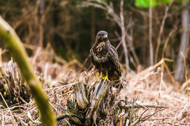 Buse commune (Buteo buteo) dans une forêt