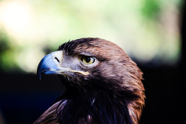 Buse commune (Buteo buteo)