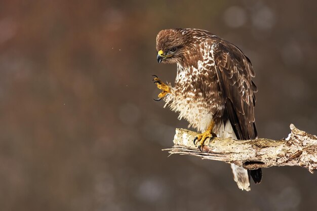 La buse commune gratte et nettoie les plumes alors qu'elle est assise sur une branche