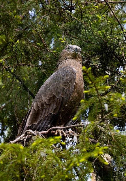 La buse à miel européenne (Pernis apivorus), également connue sous le nom de pern ou pern commun, est un oiseau de proie de la famille des Accipitridae.