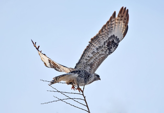 La buse à pattes rugueuses (Buteo lagopus) décolle d'un arbre contre un ciel bleu